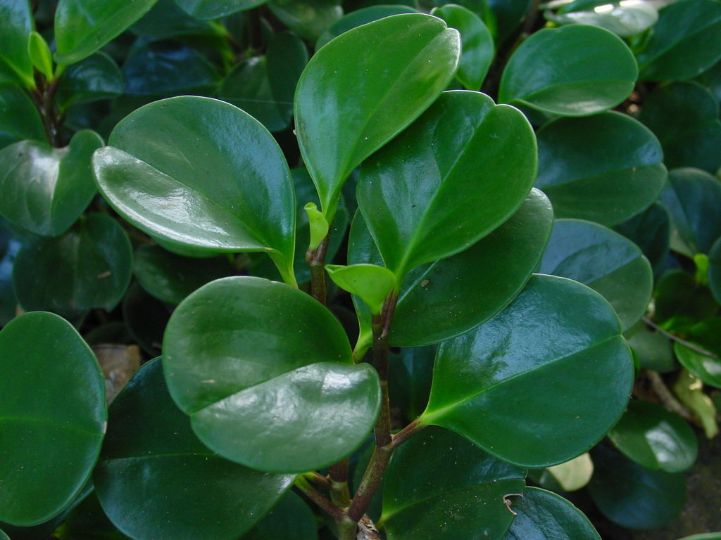 پپرومیا ابلق